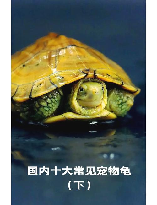 披甲龙龟刚开始说的什么话