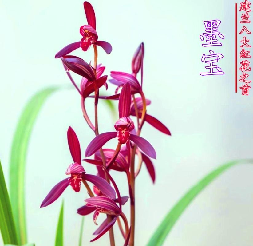 墨宝兰花为什么有十几块