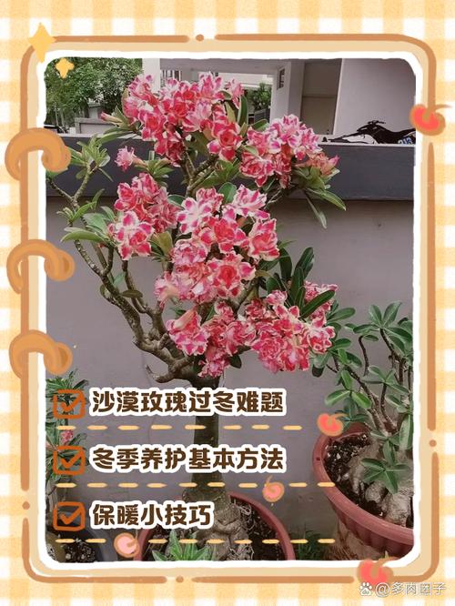 沙漠玫瑰被动怎么过去