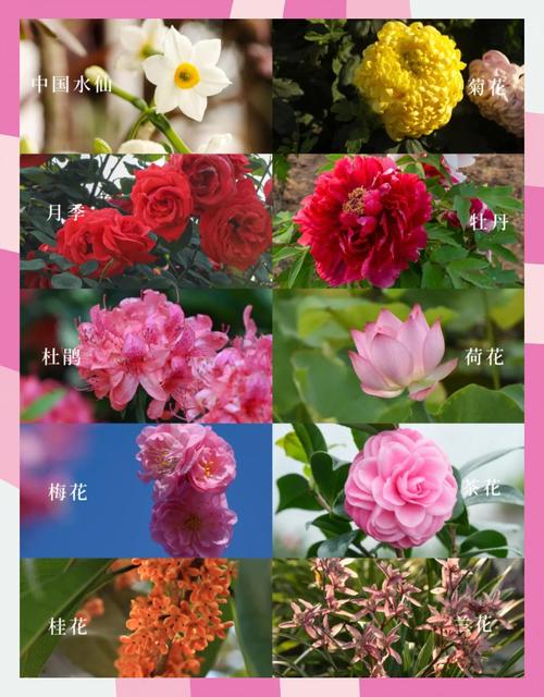 万花之王是什么花
