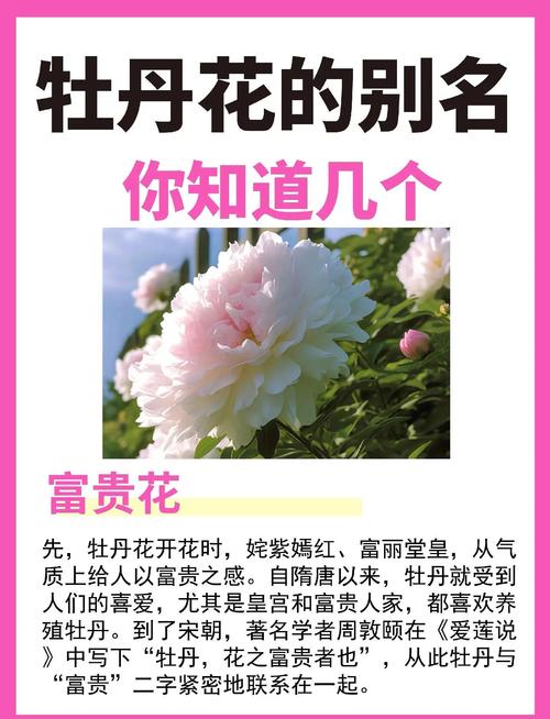 中国四大名花有哪些?象征着什么品格?