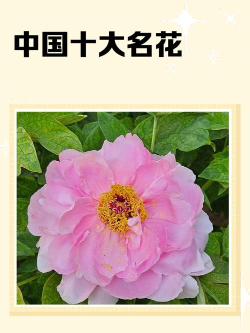 彼岸花是万花之王吗