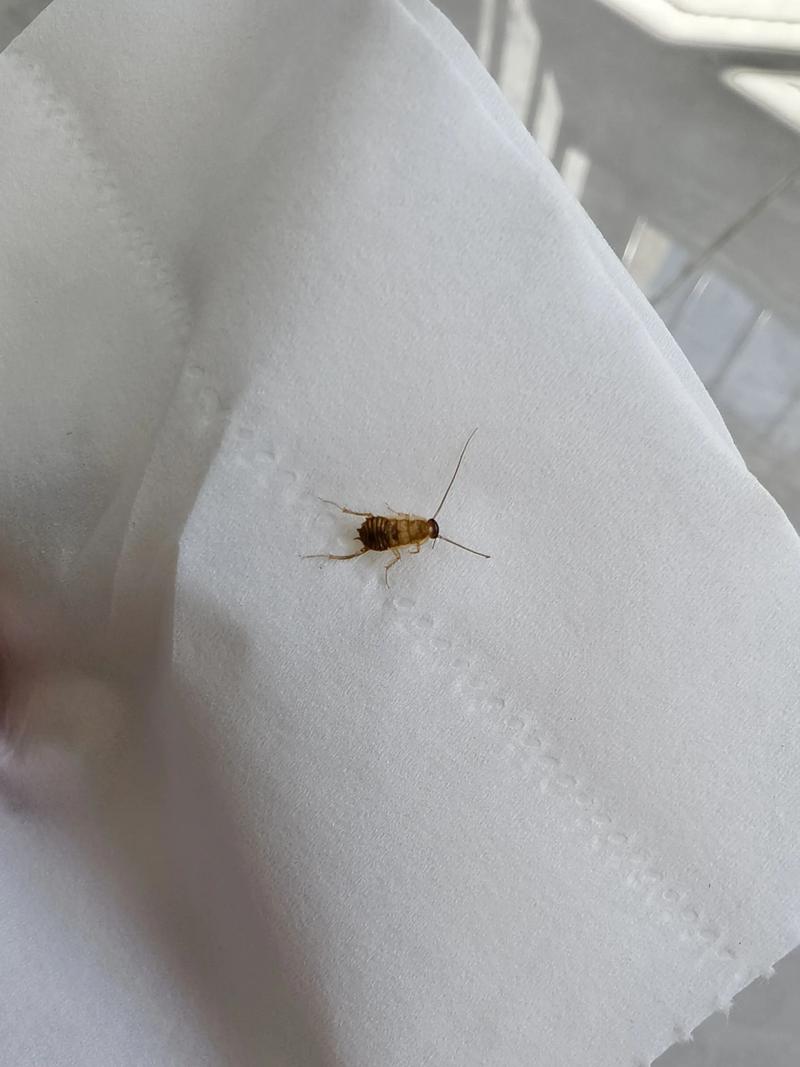 w是蟑螂吗