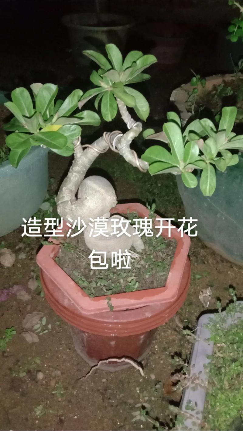 沙漠玫瑰成就怎么做