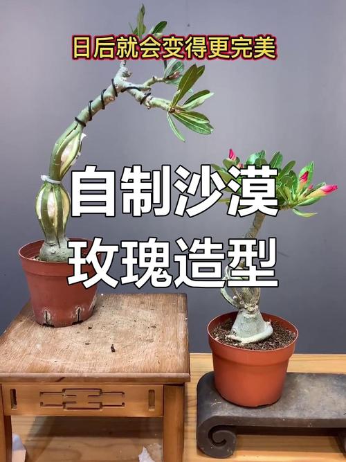 如何评价《英雄联盟》新英雄「沙漠玫瑰」莎弥拉?