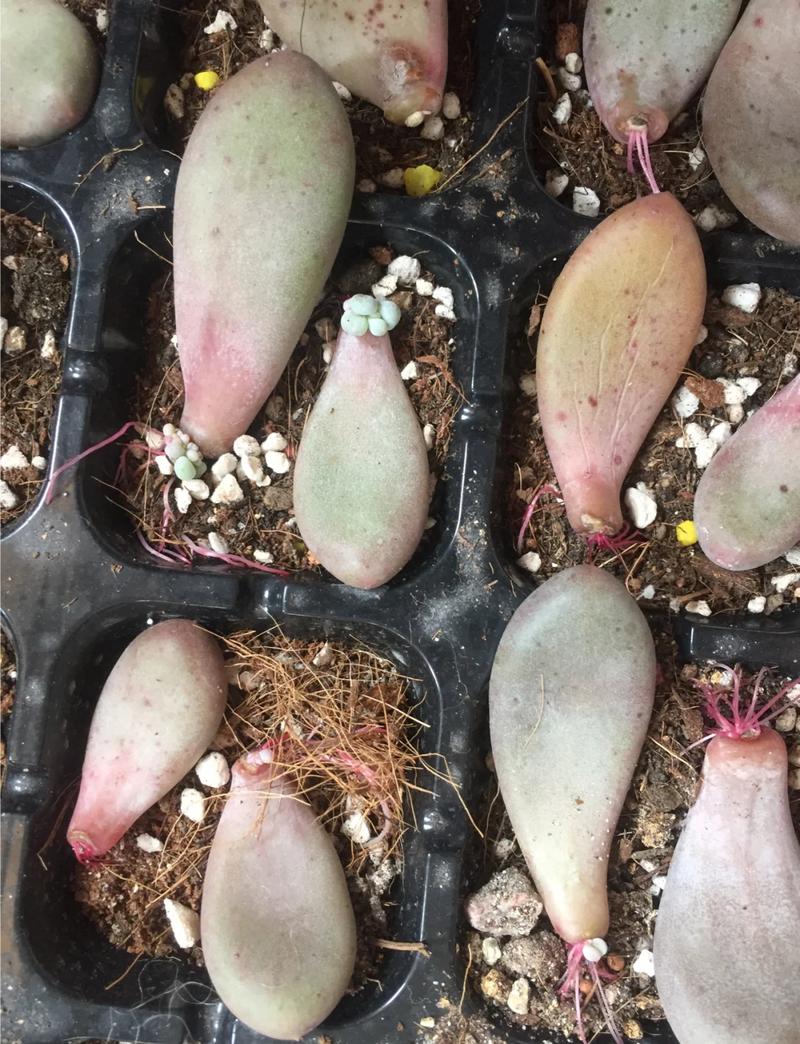 多肉植物繁殖方法:常用繁殖方法有播种、扦插、嫁接及分株