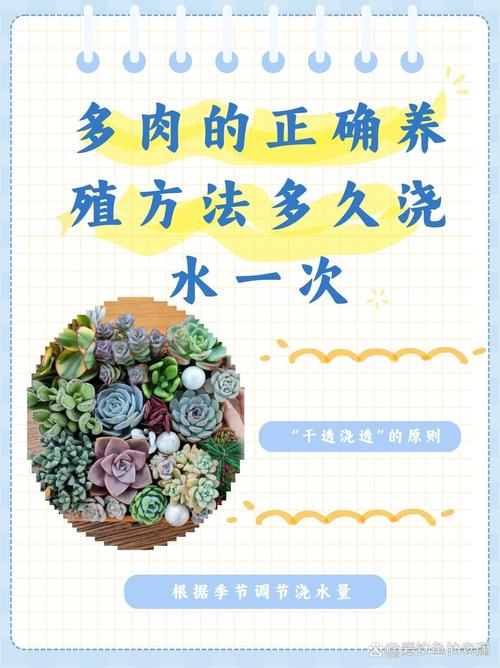 多肉要多久浇一次水