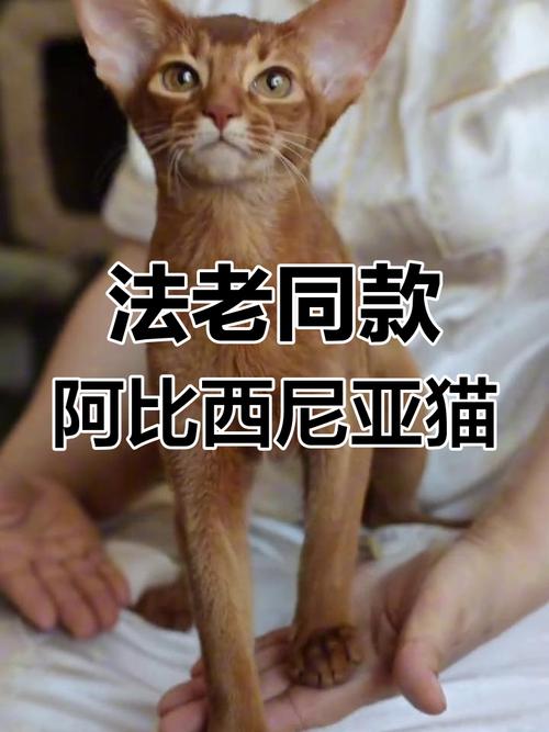 法老王海猫是什么梗介绍_法老王海猫是什么梗是什么