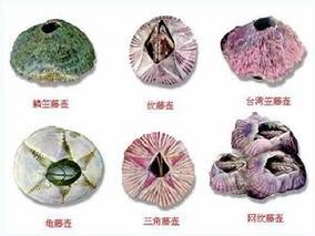 原神子弹藤壶怎么打破-子弹藤壶打破方法