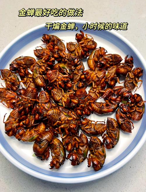 金蝉怎么使用