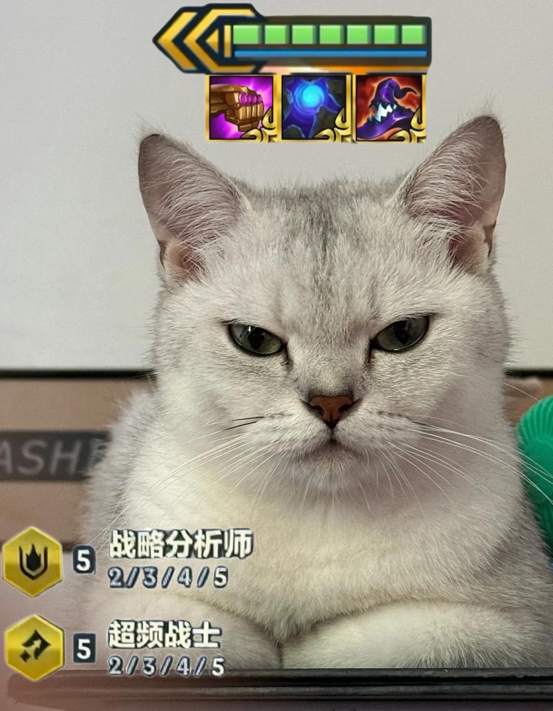 我是最神奇的猫咪是什么梗