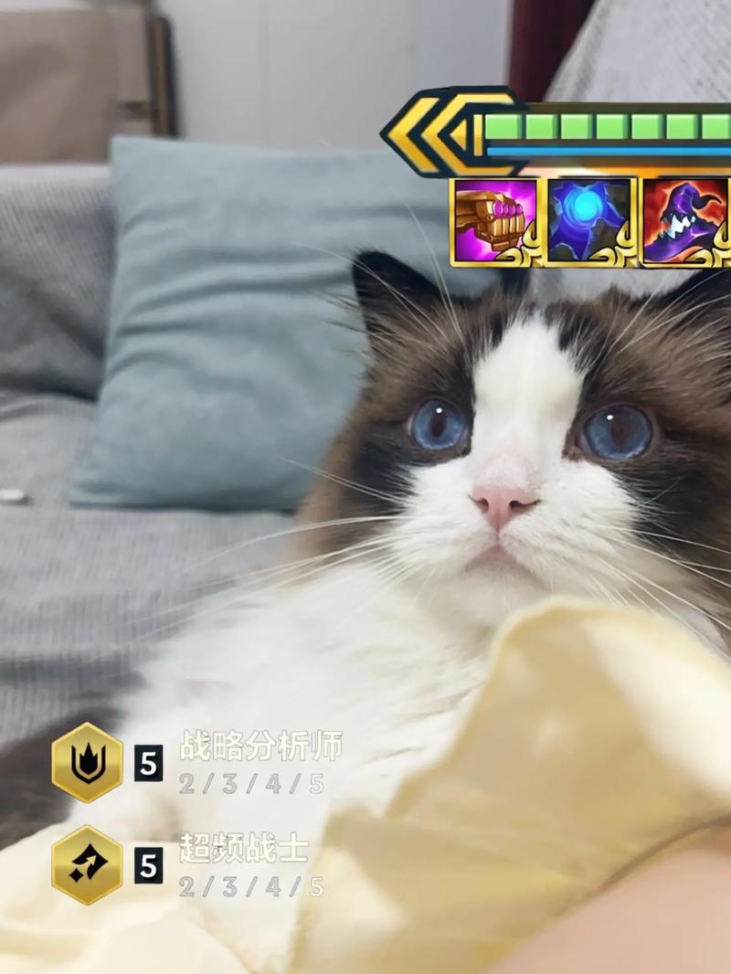 lol猫咪什么时候出的