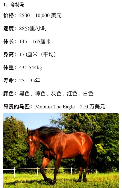 西哈特尔哪里有马