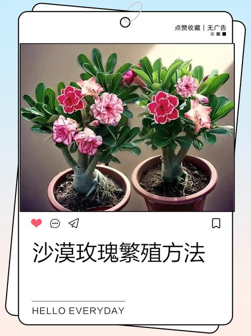沙漠玫瑰怎么玩