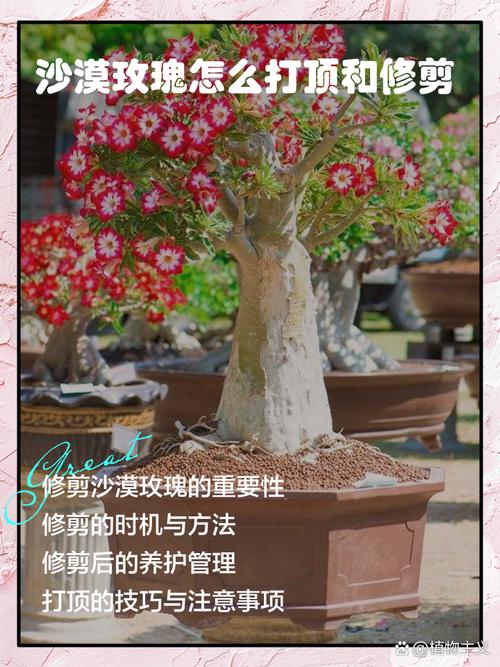 S11赛季沙漠玫瑰莎弥拉推荐搭配什么符文?如何出装?