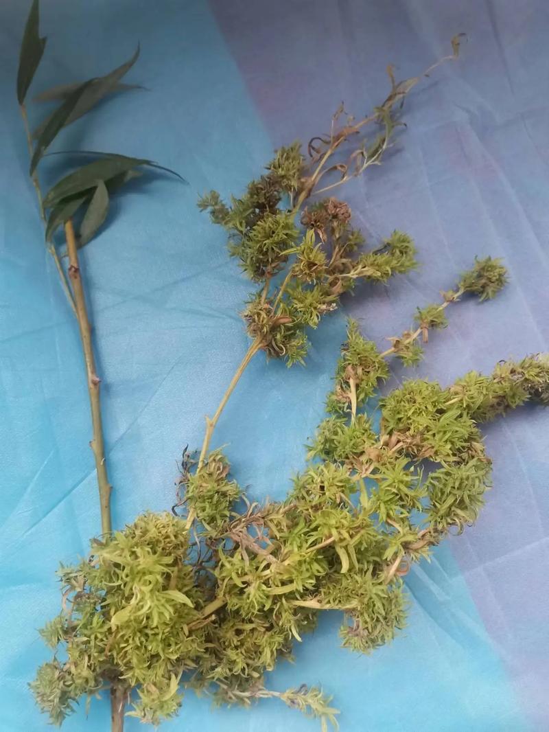 有琴柳还要练桃金娘吗